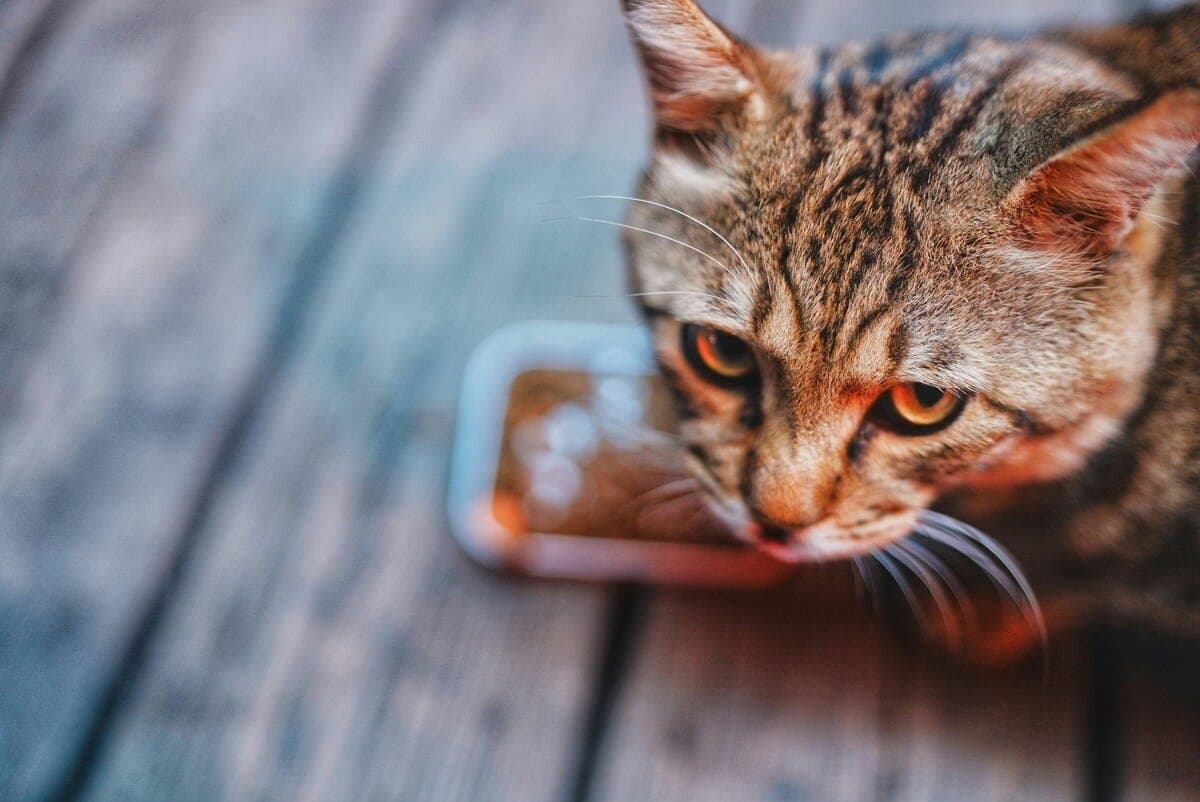 Raw meat, bones, and supplements beside a cat's bowl — a BARF composition
