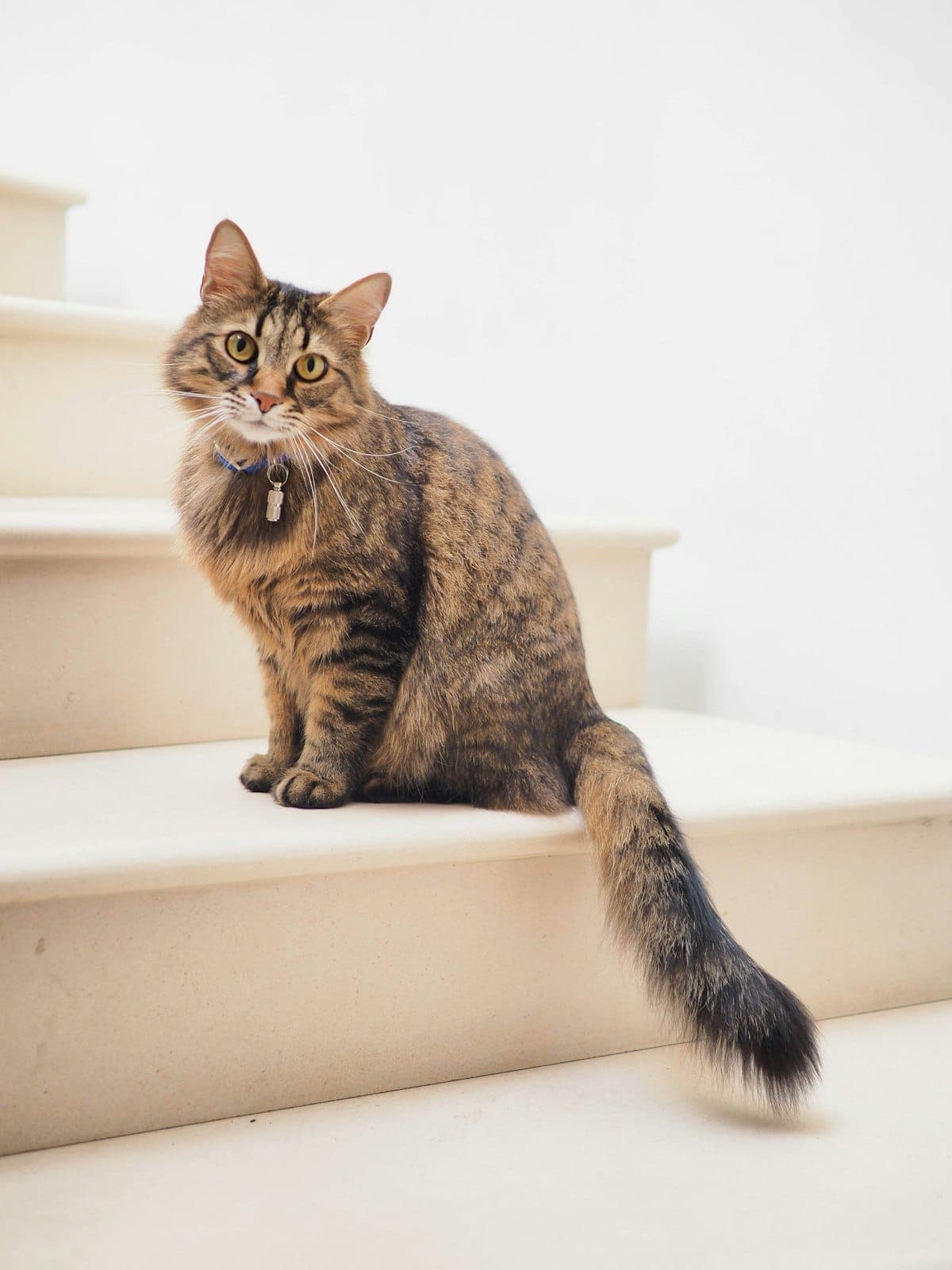 Why your cat won't drink water — and what to do about it