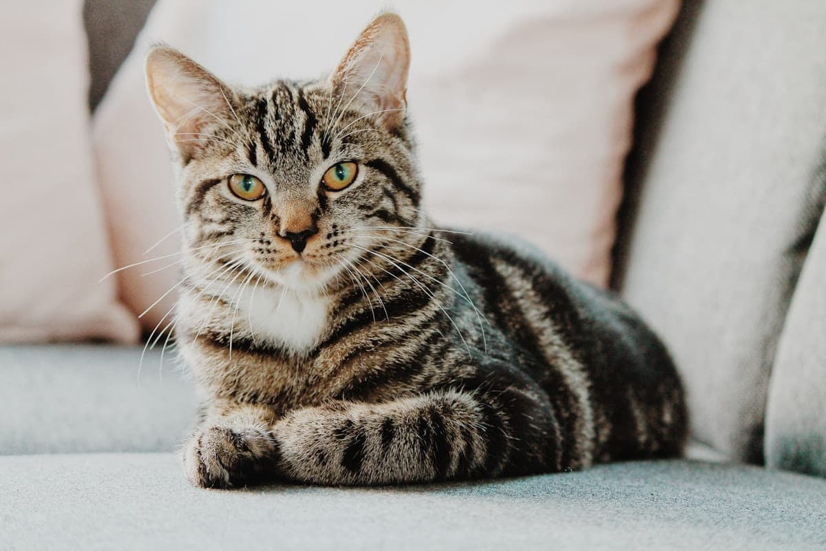 How to recognise a good Maine Coon cattery — and when to walk away