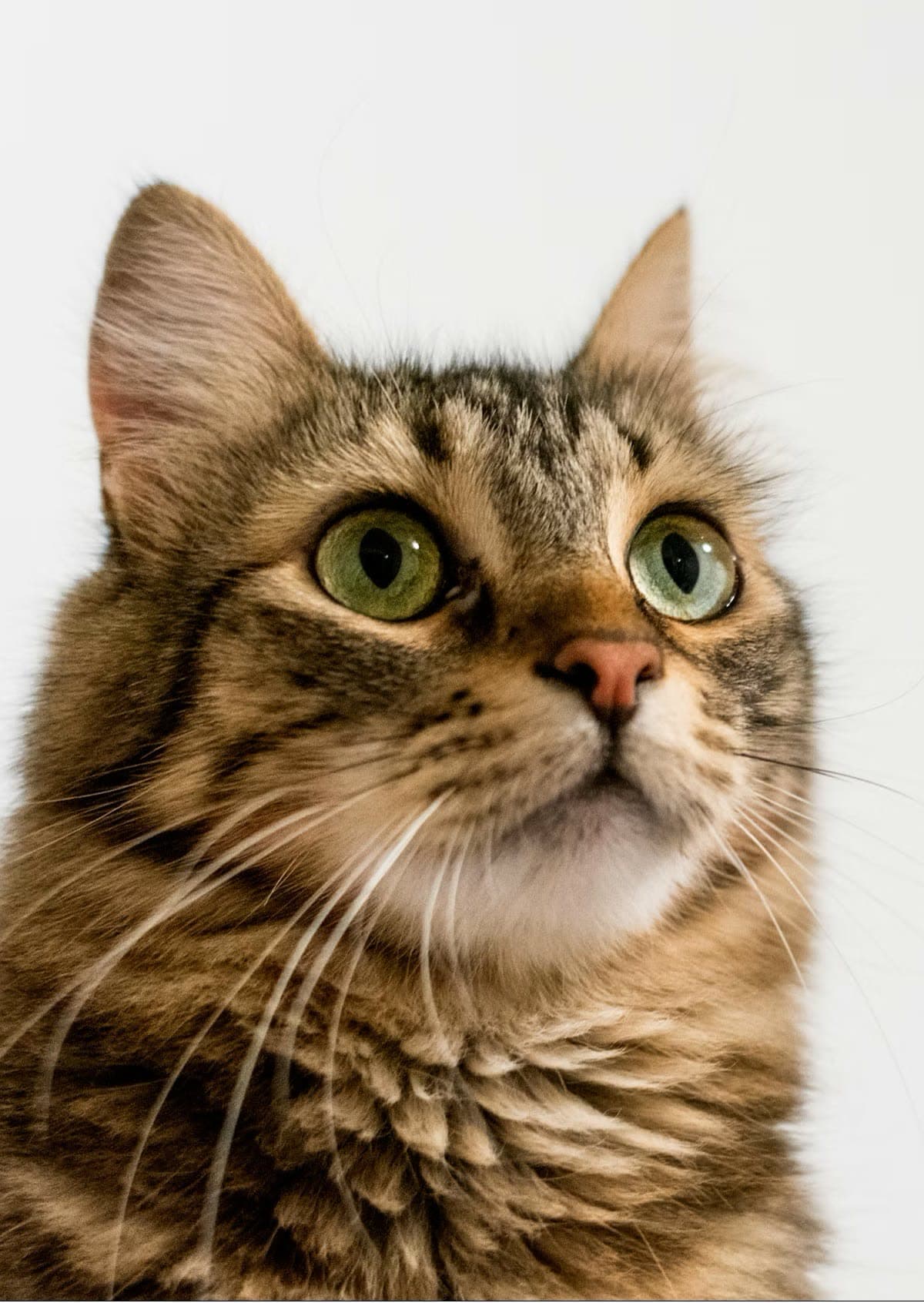 A cat looking into the lens with slightly narrowed pupils and ears pointed forward — a signal of curiosity
