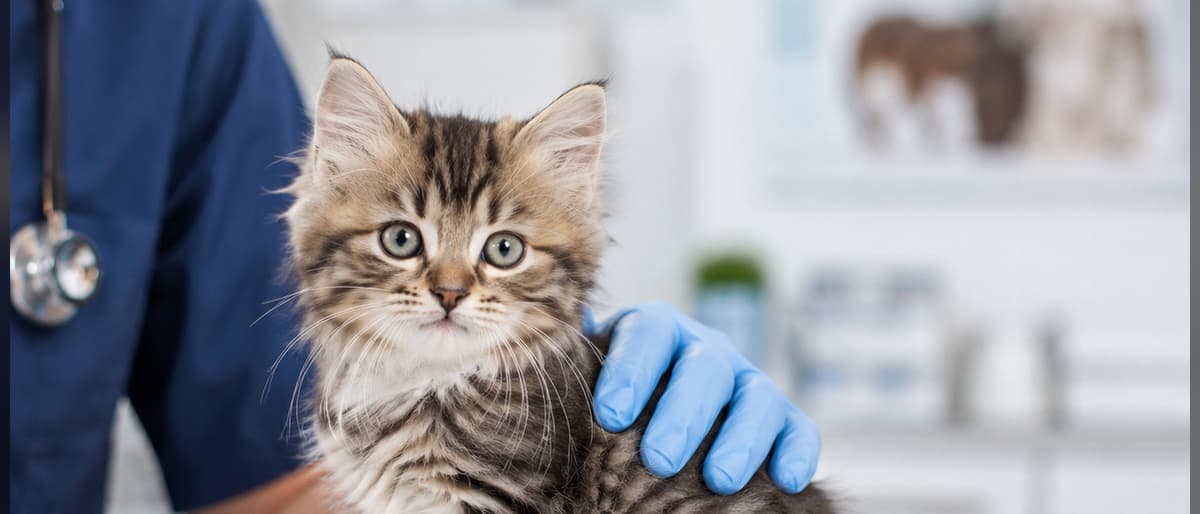 A kitten on a veterinary table, calmly steadied by a veterinarian's blue-gloved hand